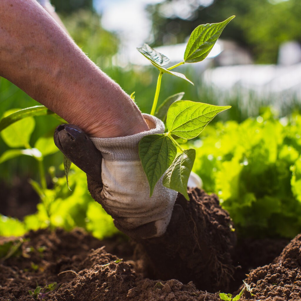 Planting plants on a vegetable bed in the garden. Cultivated land close up. Gardening concept. Agriculture plants growing in bed row.